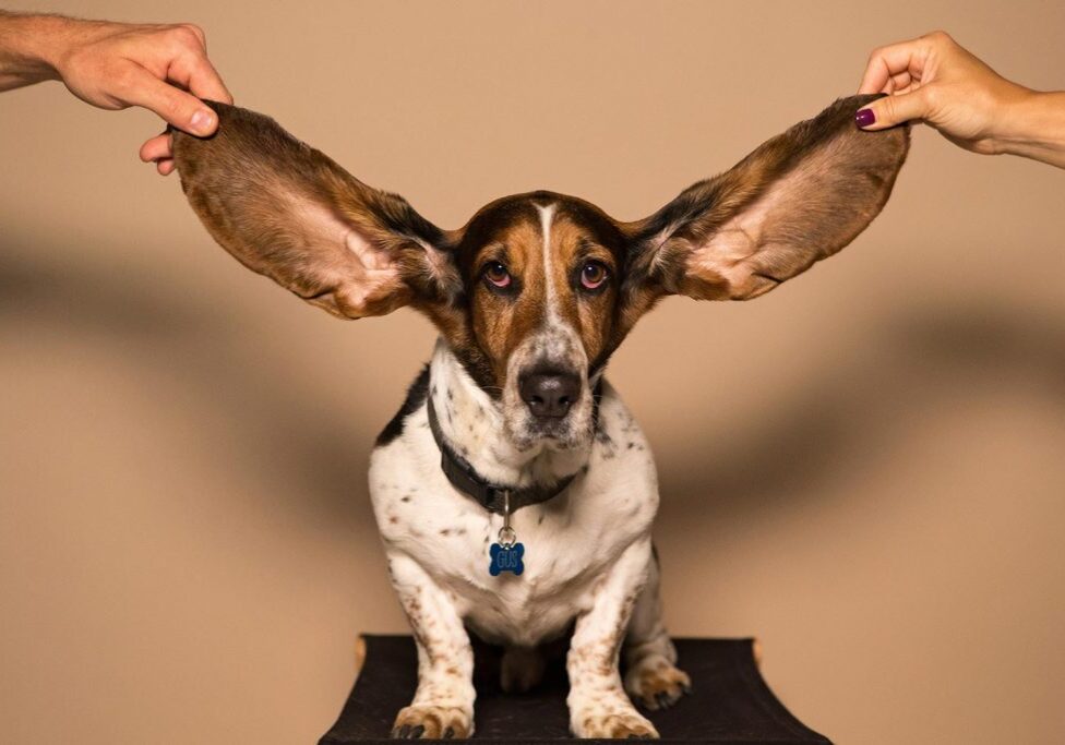 hearing_dog